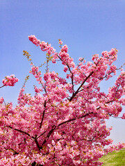青空に映える山桜