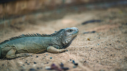 Green Iguana Reptile