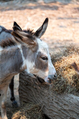 Miniature Horse Grazing A Grass