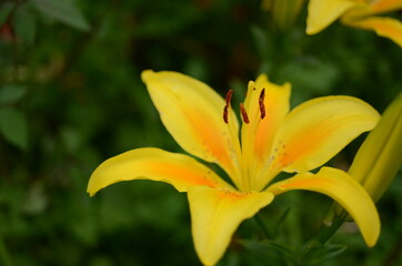 ところざわゆり園の百合