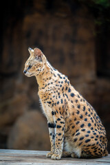 Serval Wild Cat 