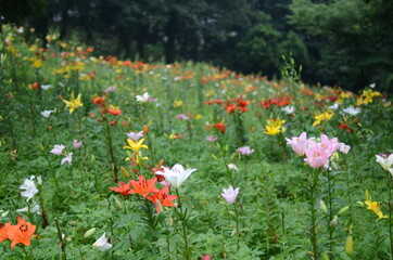ところざわゆり園の百合