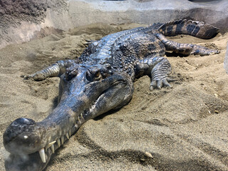 Alligator on the sand (False gharial at Sapporo Maruyama Zoo) 