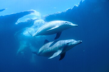 Naklejka premium 日本海、能登島のイルカの家族