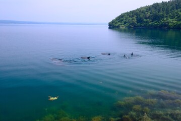 日本海、能登島のイルカの家族
