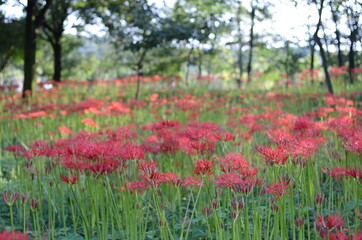 巾着田の彼岸花