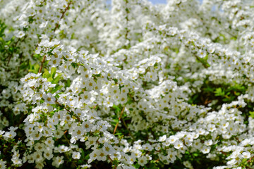満開のユキヤナギ 小さい白い花