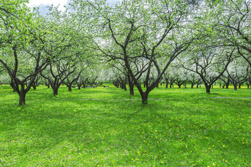 Fototapeta na wymiar picturesque apple orchard at bright sunny day. spring garden landscape.