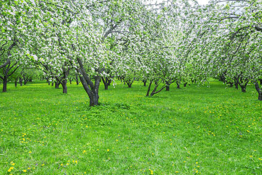 apple garden with blossoming fruit trees during spring