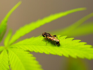 insect resting on a leaf of a cannabis plant