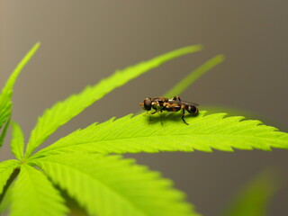 insect resting on a leaf of a cannabis plant