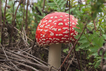 Ein Fliegenpilz in voller Pracht im Herbst