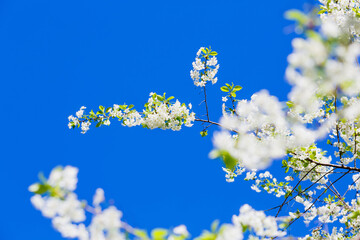 Cherry blossoms against the blue sky in early spring. Cherry branches covered with white flowers.