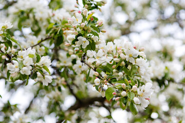 White blossoming apple trees in the sunset light. Spring season, spring colors