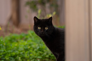 顔を出す黒猫
