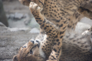 チーターの子供
