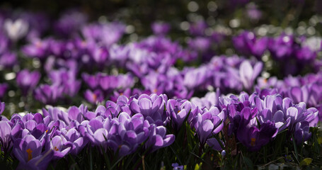 Crocuses blooming