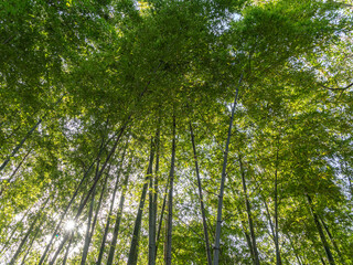 Bamboo trees in the forest