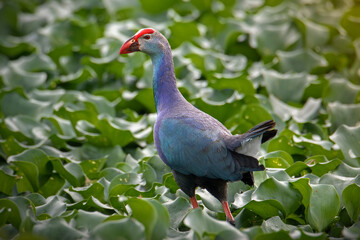 western swamphen early morning walk