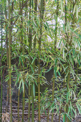 Green Bamboo Garden