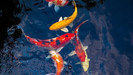 Japan koi fish or Fancy Carp swimming in a black pond fish pond. Popular pets for relaxation and...