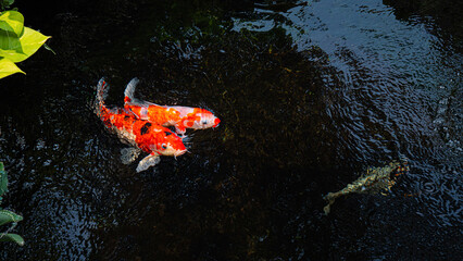 Japan koi fish or Fancy Carp swimming in a black pond fish pond. Popular pets for relaxation and...