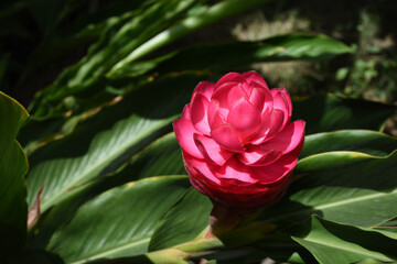 A beautiful red galangal flower with green leaf background