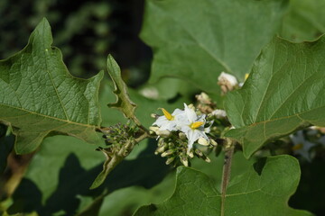 The flowers of wild eggplant ( Turkey berry ) with green leaf background in plantation