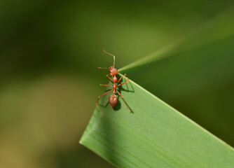 A red ant holding on the cattail leaf .