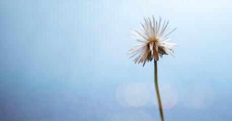 Dried flowers with white branches on a beautiful blue bokeh background.