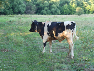 A white and black cow grazes in a meadow in the summer. A clear sunny day