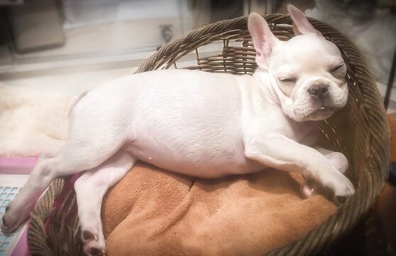 Close-up Of White Bulldog Puppy Sleeping In Basket