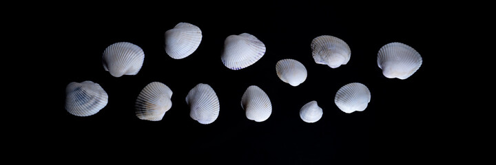 seashell banner on black background