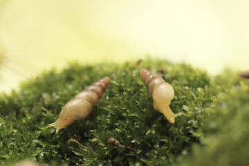 a pair of snails crawling on the moss covered with morning dew, soft focus and background bokeh