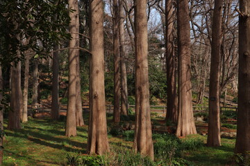 並ぶ木々