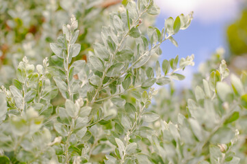 Silver leafed bright detail