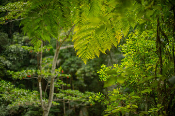 Fototapeta na wymiar Background of lush green forest