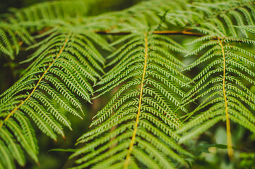 Close up of fern leaf