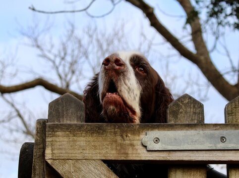 English Springer Spaniel On A Yorkshire Walk Looking Over A Gate.