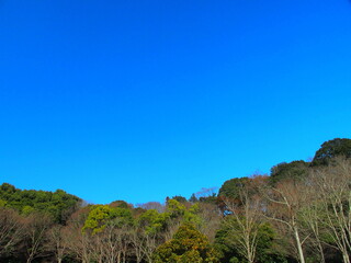 早春の森と青空風景