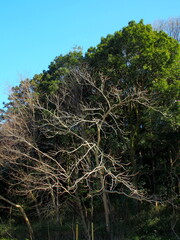 春の森とオニグルミの枯れ木風景
