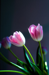 Naklejka premium pink tulips on dark background