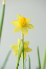 Delicate flowers of yellow daffodil