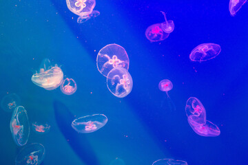 Obraz na płótnie Canvas jellyfish floating in the aquarium