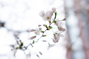 Naklejka premium 恵比寿で咲く桜の花