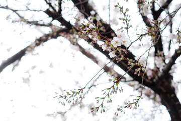 恵比寿で咲く桜の花