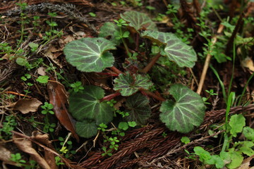 山菜　ユキノシタの新葉