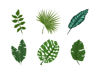 tropical exotic leaves