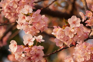 河津桜