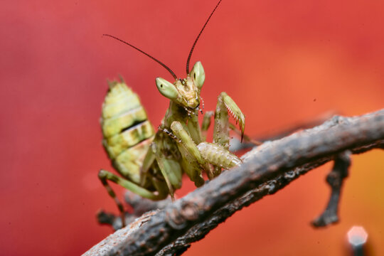 Creobroter Bilder Durchsuchen 379 Archivfotos, und